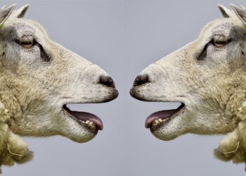 Mastering Effective Communication Skills: Key Strategies for Professional Success